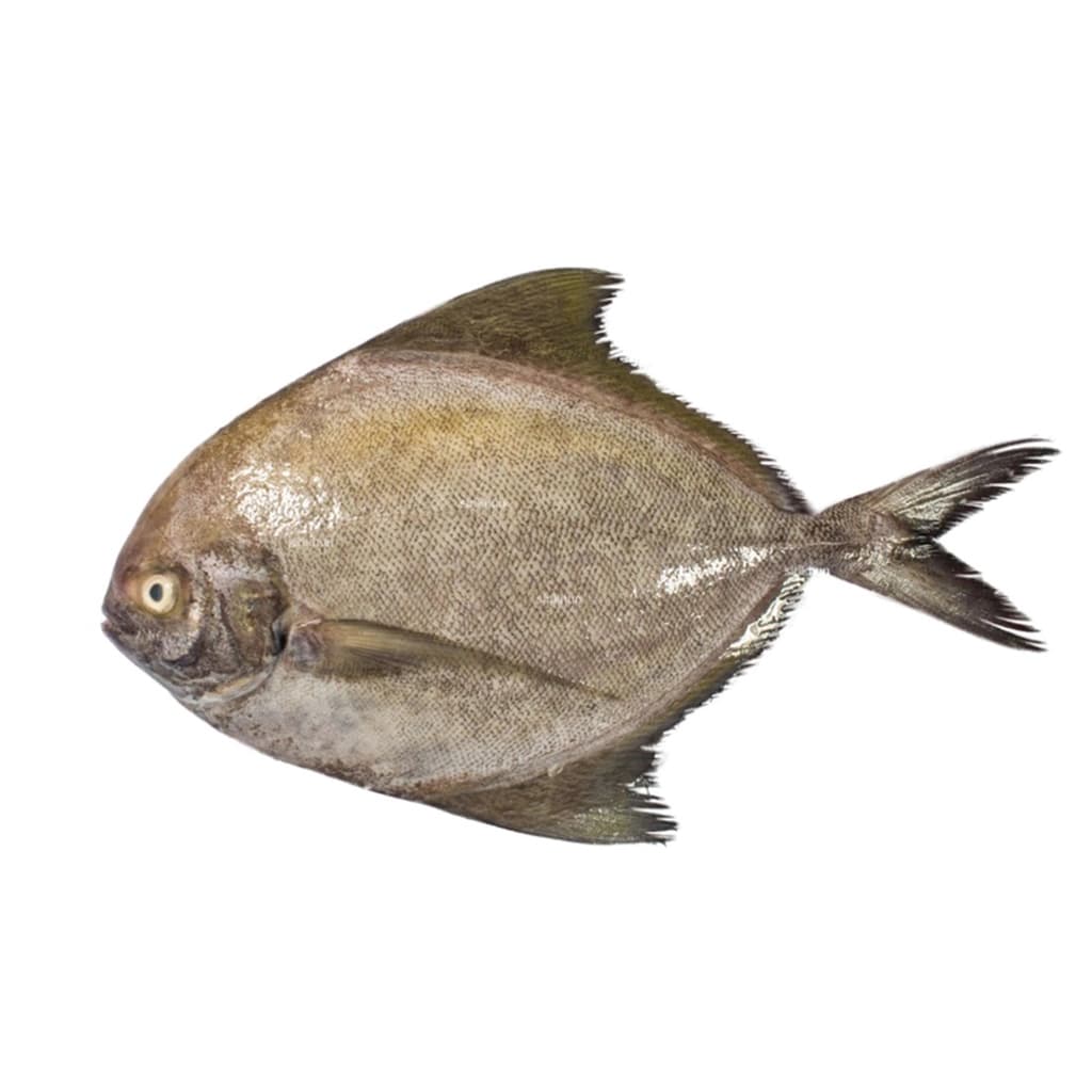 ปลาจะระเม็ดดำ กลาง