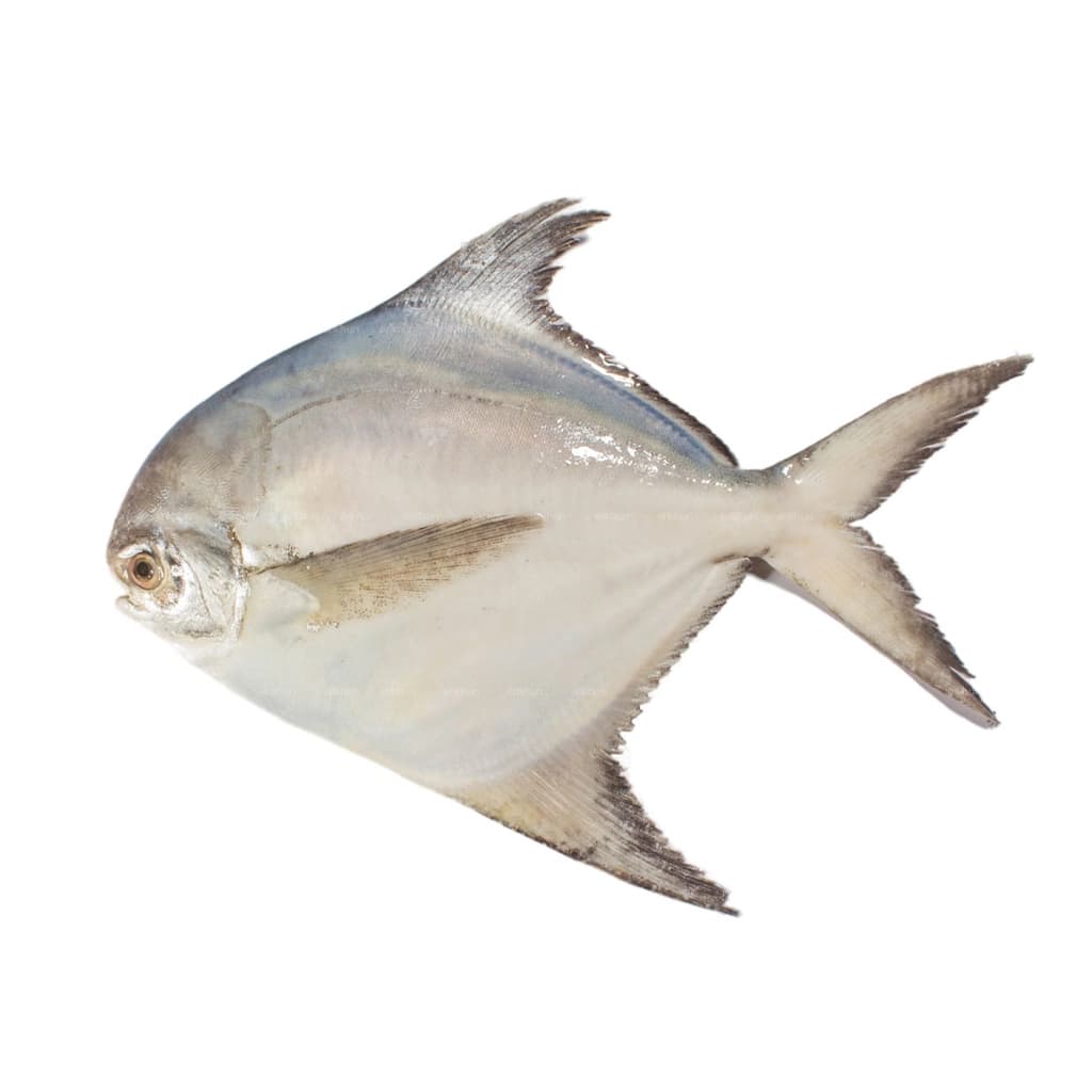 Silver Pomfret (M)
