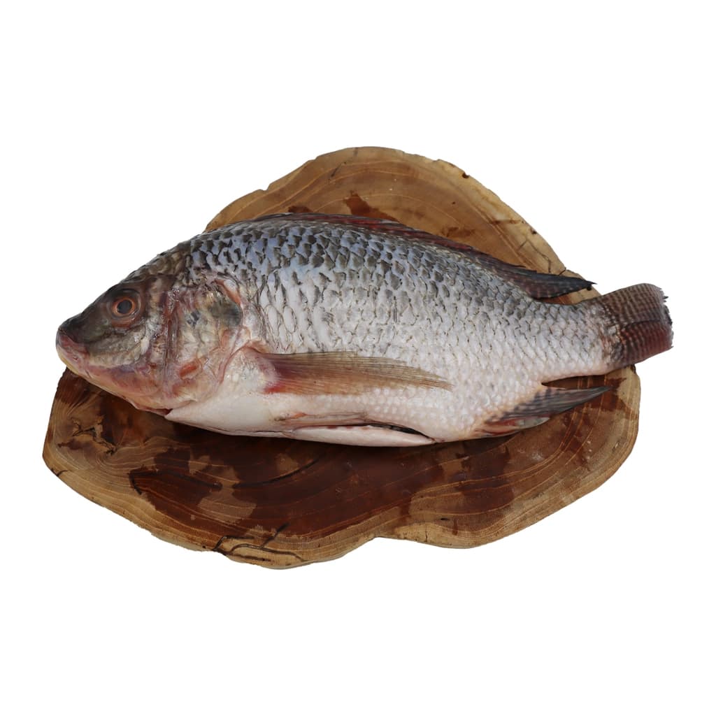 SR ปลานิล