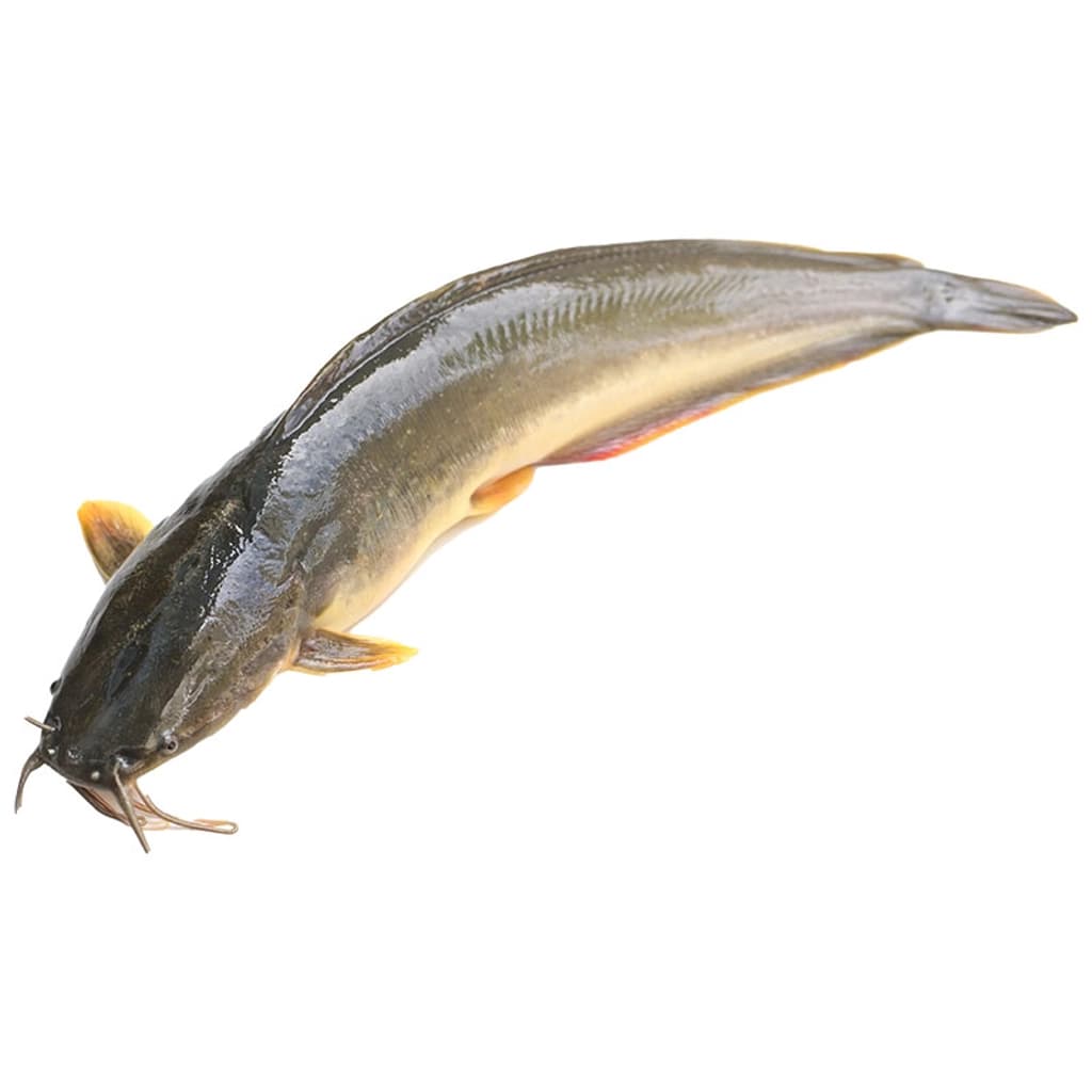 ปลาดุกหั่น(ตัดแต่ง)