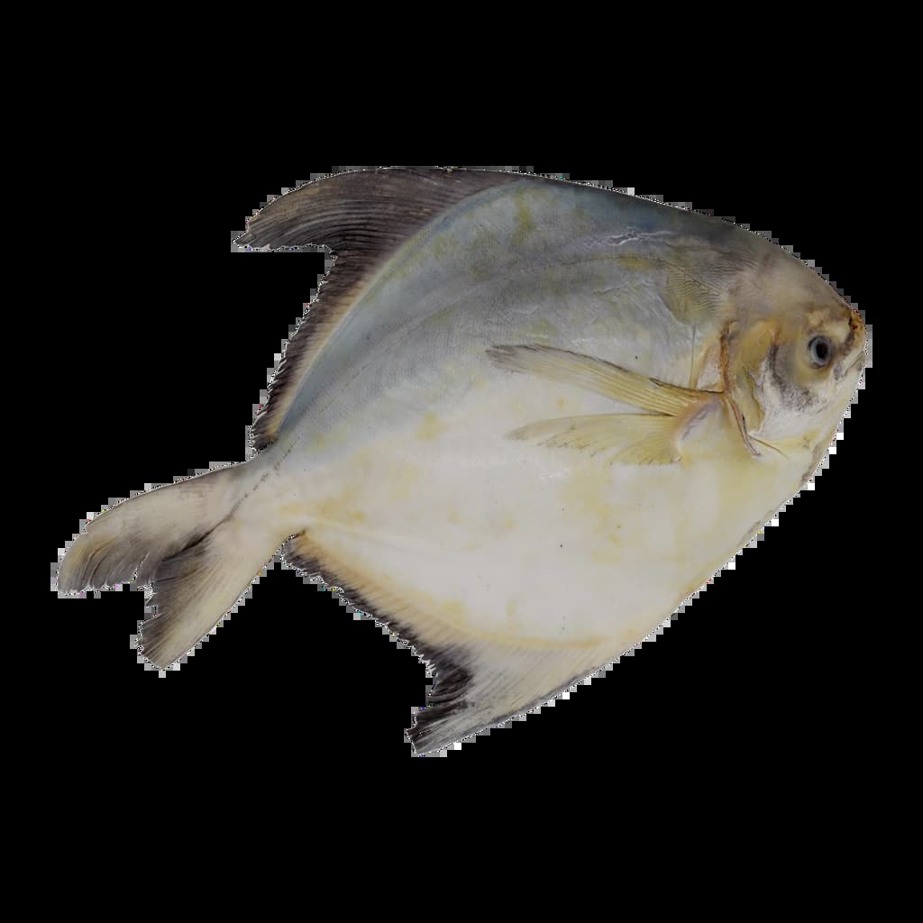 ปลาเต๋าเต้ย(L)