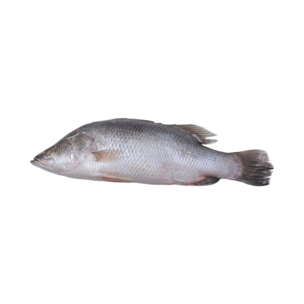 ปลากระพงขาวทะเลกลาง