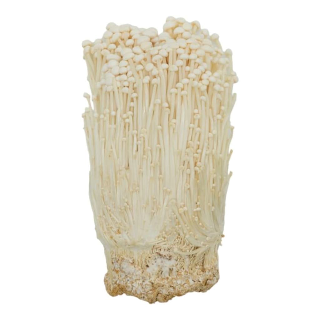 Dr Enoki Mushrooms 100G.