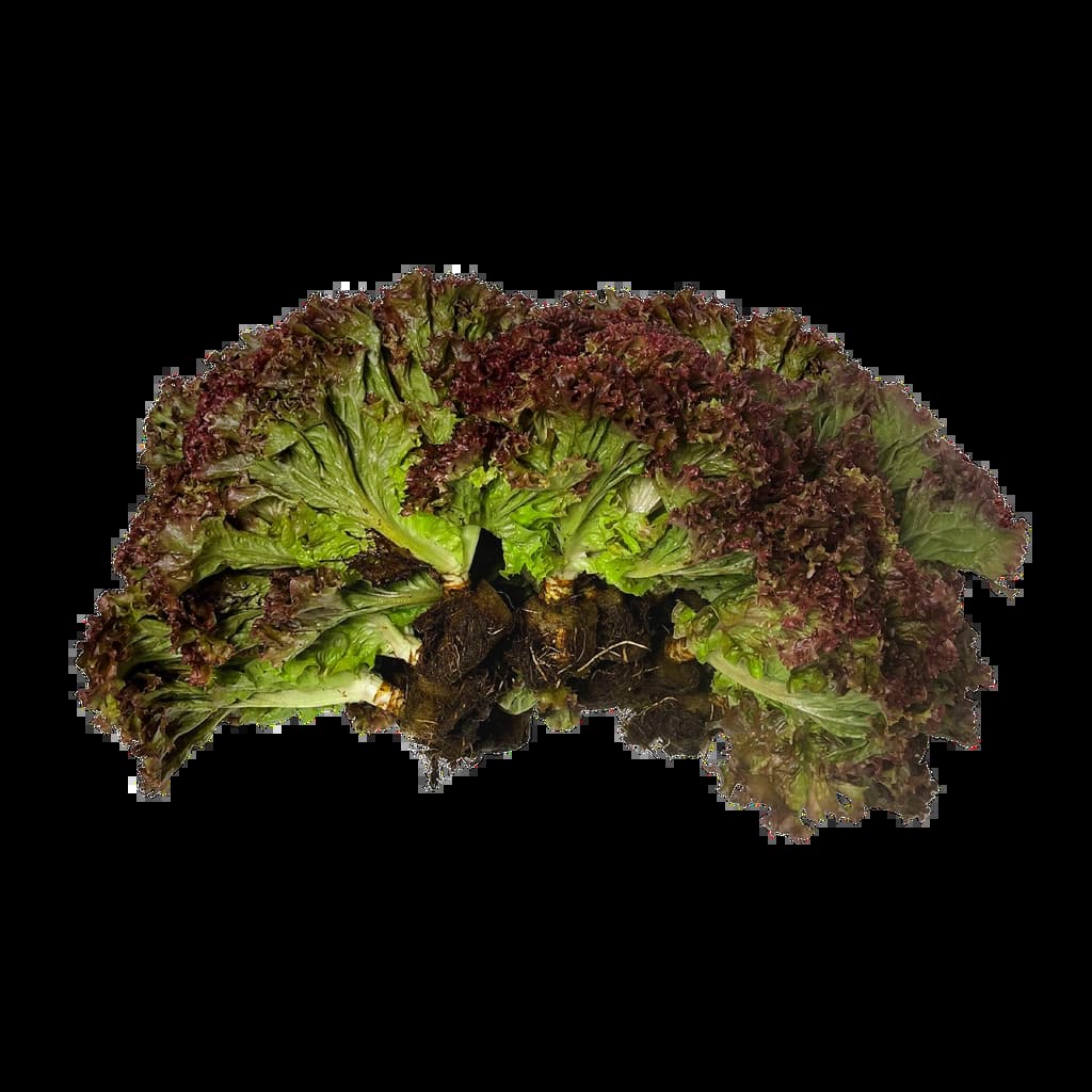 ฟ้าประทานฟาร์ม ผักสลัดเรดคอรัล 200กรัม