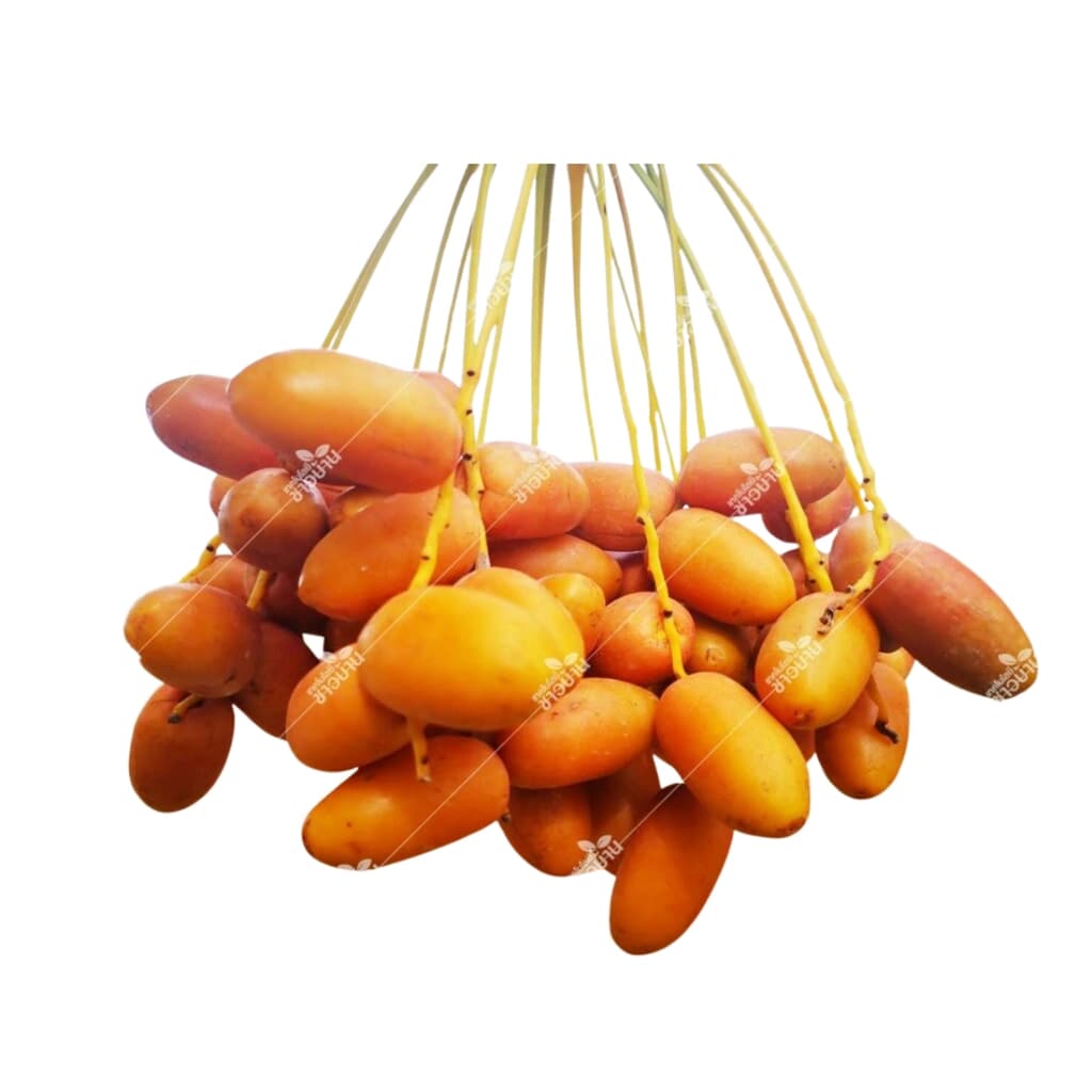 กรูเม่ต์ เฟรช อินทผลัมสายพันธุ์อัมเอ็ดดาฮาน 500ก.