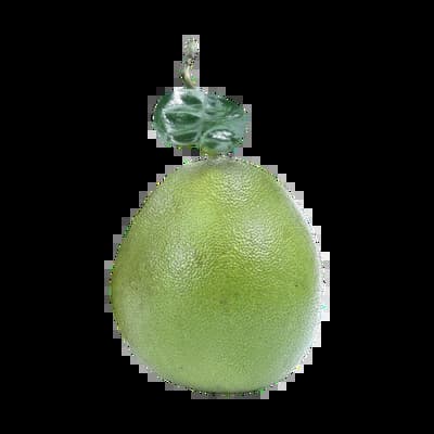 Nakhonthai Siam Ruby Pomelo Size XXS